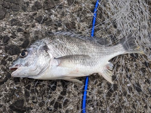 キビレの釣果