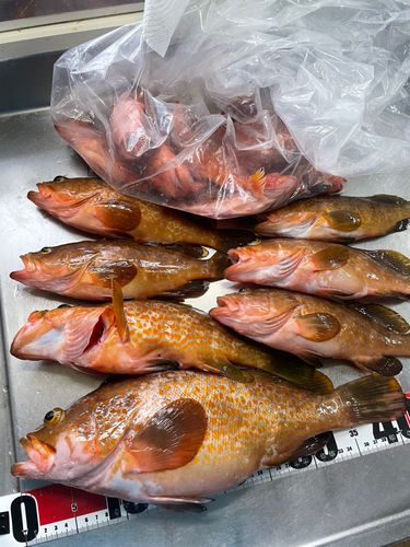 アコウの釣果