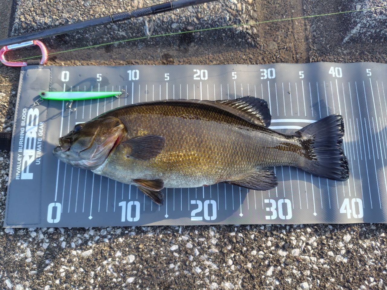 DAIWA 15モアザン モバイル 87MLS-5の最安値・インプレ・釣果 | 本音の