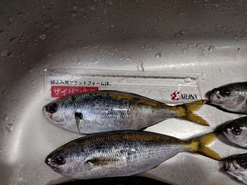 タカベの釣果