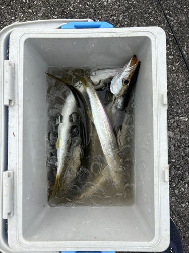 カマスの釣果