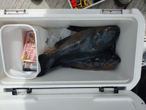 グレの釣果