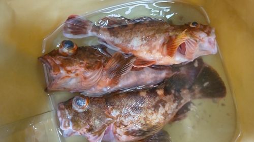 カサゴの釣果