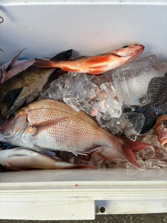 タイの釣果