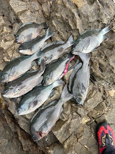 グレの釣果