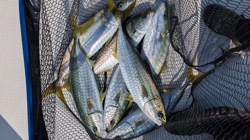 イナダの釣果