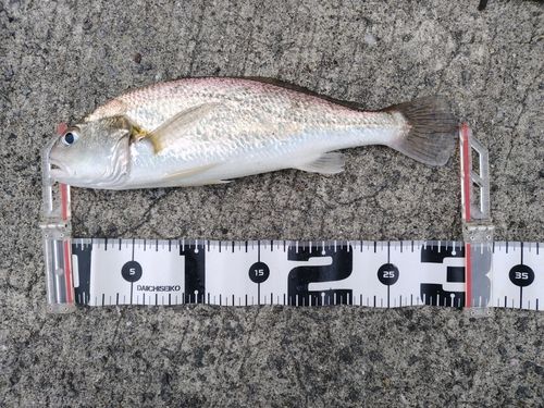 シログチの釣果