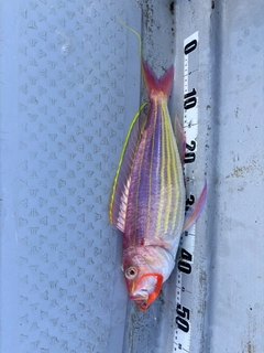 イトヨリダイの釣果