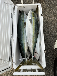 ブリの釣果