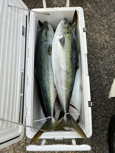 ブリの釣果