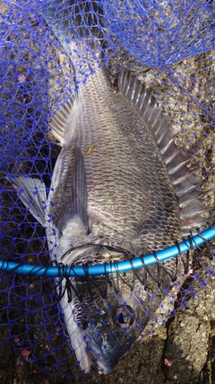 チヌの釣果