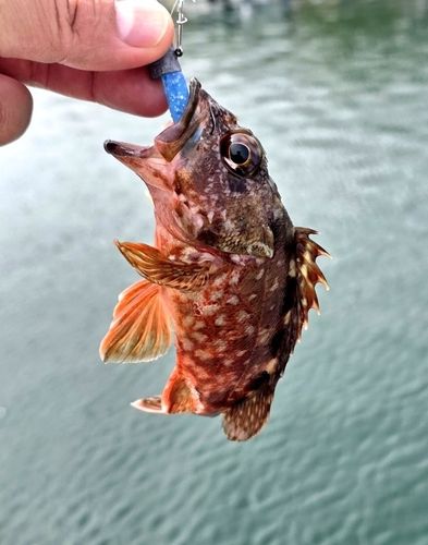 ガシラの釣果