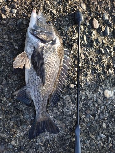 チヌの釣果