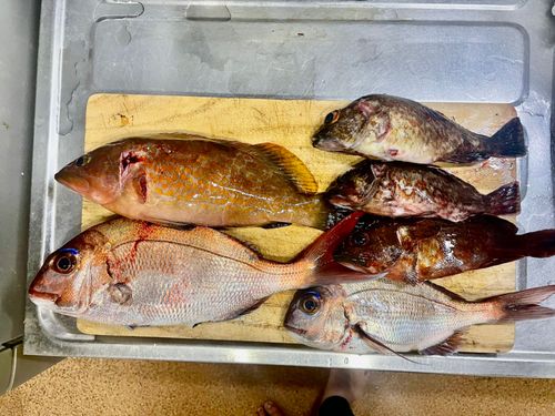 タイの釣果