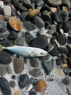 ワカシの釣果