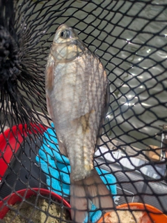 ヘラブナの釣果