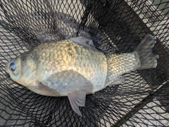 ヘラブナの釣果