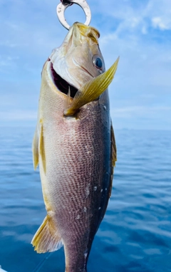 イサキの釣果