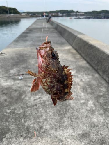 アラカブの釣果