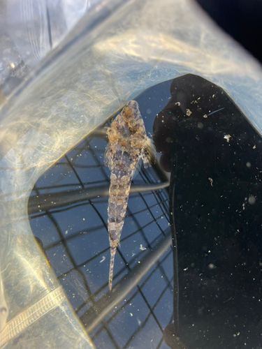ネズミゴチの釣果