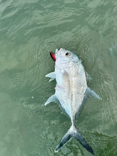 ガーラの釣果