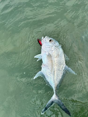 ガーラの釣果