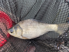 ヘラブナの釣果