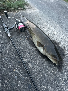 ナマズの釣果