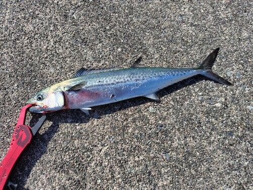 サゴシの釣果