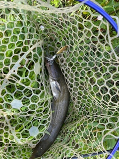 ナマズの釣果