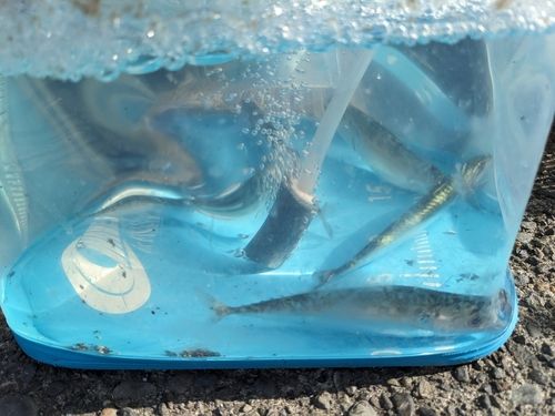 サバの釣果