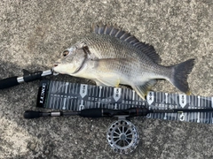 キビレの釣果