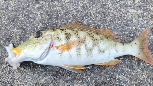 ムネアカクチビの釣果