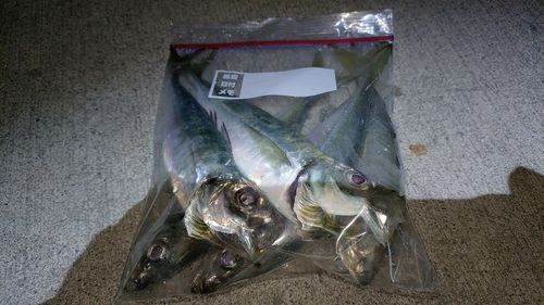 アジの釣果