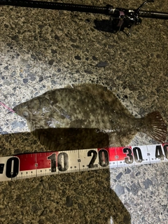 カレイの釣果
