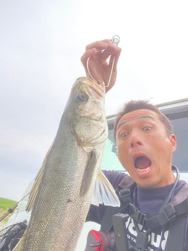 スズキの釣果