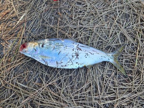コノシロの釣果
