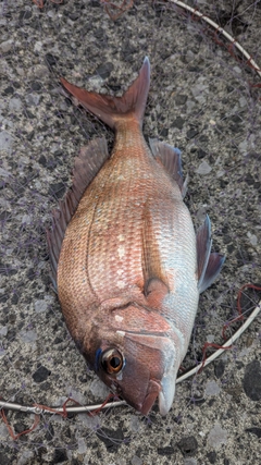 マダイの釣果