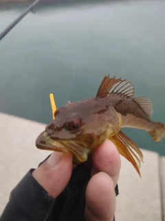 アナハゼの釣果