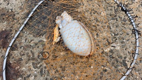 シリヤケイカの釣果