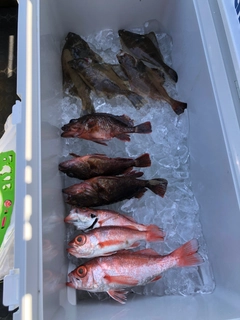アカムツの釣果