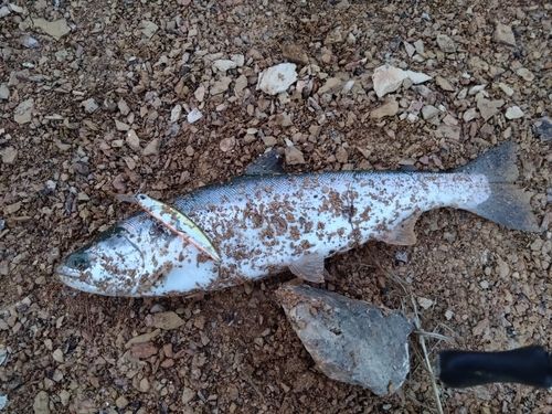 サクラマスの釣果