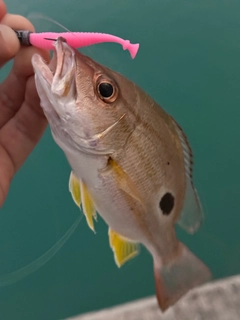 ヤマトビーの釣果