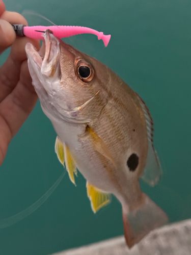ヤマトビーの釣果