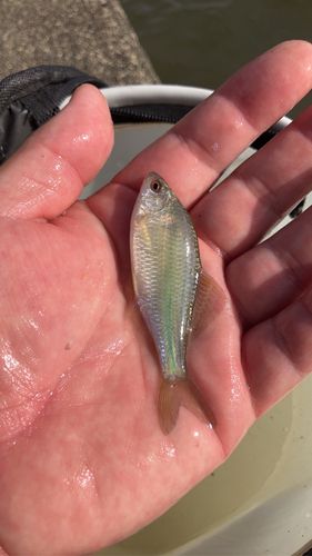 タナゴの釣果