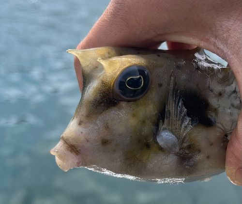 ウミスズメの釣果