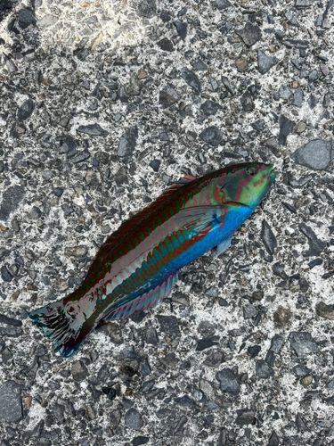 ベラの釣果