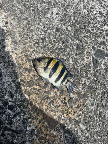 オヤビッチャの釣果