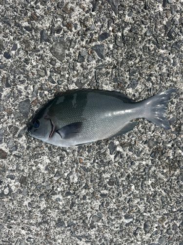 オナガグレの釣果