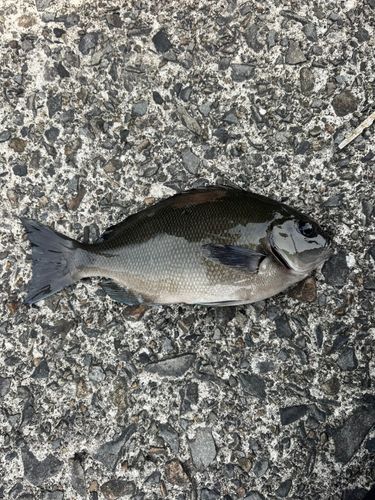 オナガグレの釣果